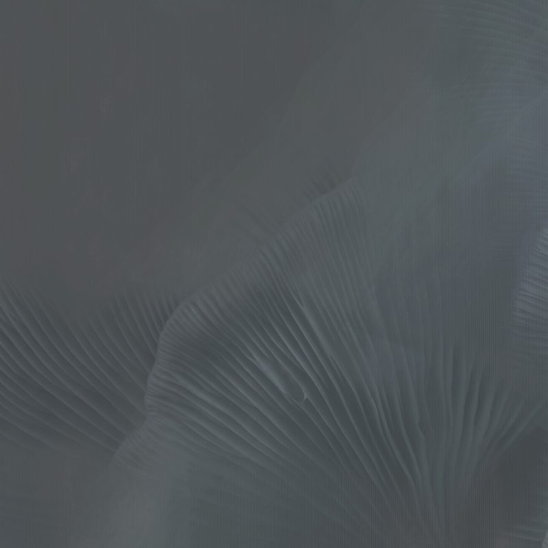 https www.tecnografica.net wp content uploads 2025 03 86111 4A SIREN SONG BLUE web 1