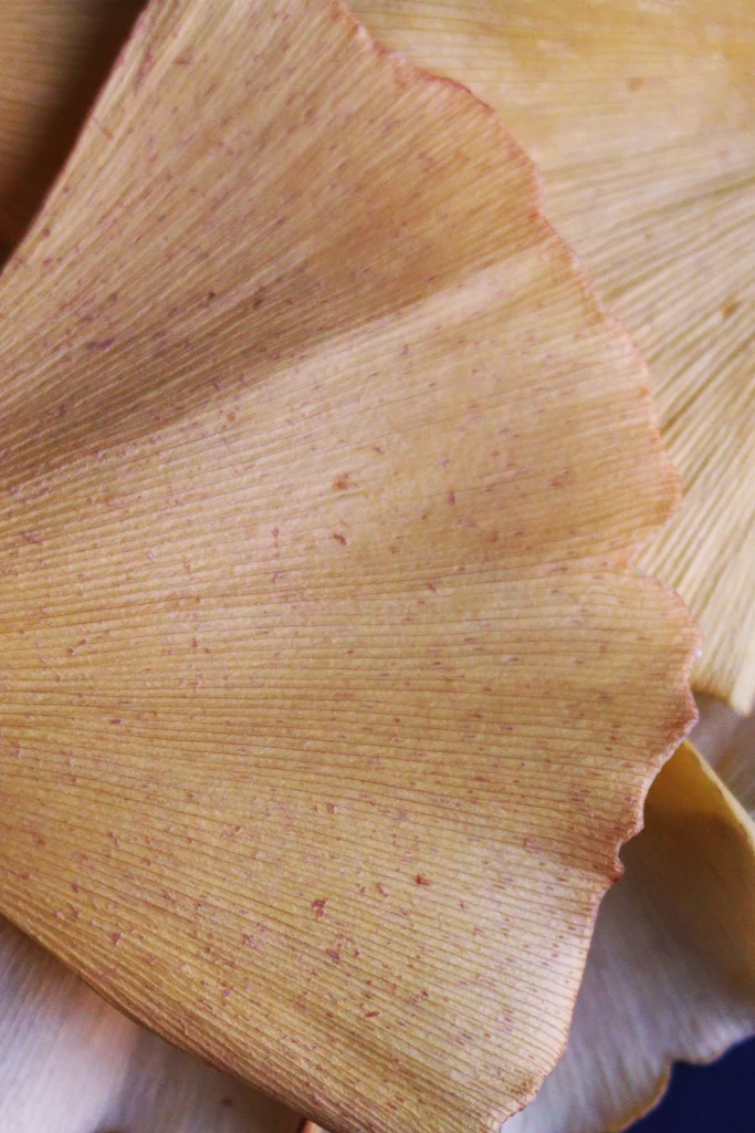 Microscopic view of ginkgo leaf